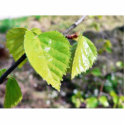 Birch Leaves Green Leaves photo sculptures