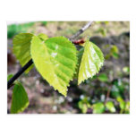 Birch Leaves Green Leaves Postcards