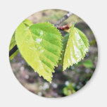 Birch Leaves Green Leaves Refrigerator Magnets