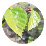 Birch Leaves Green Leaves Round Stickers