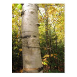 birch post card