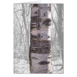 Birch Tree Cards