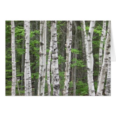 Birch Tree Forest, Maine Greeting Cards by CelestialPhotography