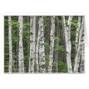 Birch Tree Forest, Maine cards