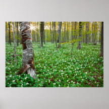 Birch Tree it Trillium Woods Print