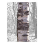 Birch Tree Post Cards