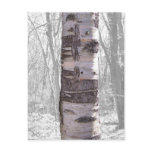 Birch Tree Post Cards