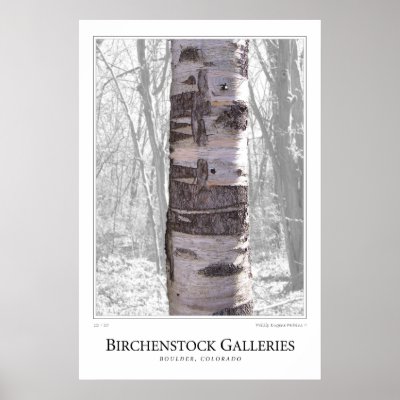 Birch Tree Print by flyingdisc