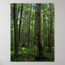 Birch Tree Poster