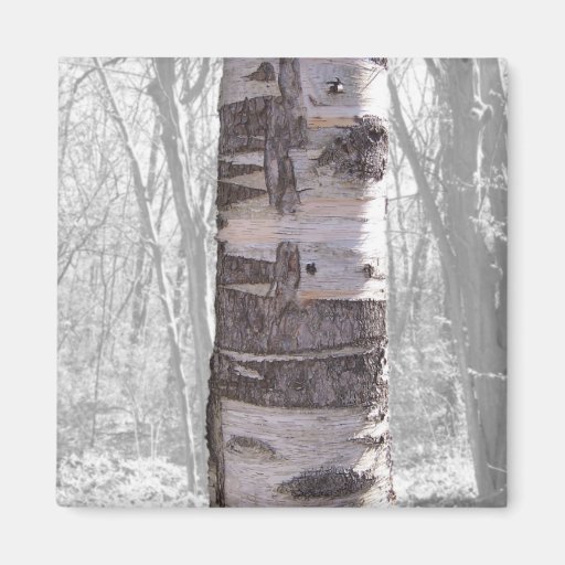 Birch Tree Refrigerator Magnet