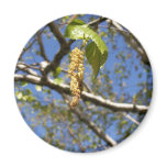Birch Tree Seed Pods Magnet
