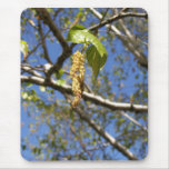 Birch Tree Seed Pods Mousepad