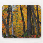 Birch trees-New England Fall-mousepad