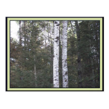Birch Trees Postcard