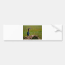 bird a quiet moment green heron bumper stickers