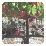Bird among Grapes on Vine in Vineyard Square Stickers