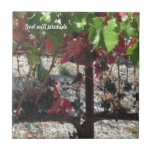 Bird among Grapes on Vine in Vineyard Tile