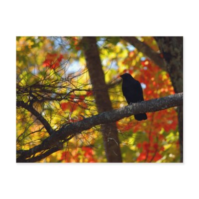 Bird and colours post card by alinphoto
