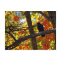 Bird and colours postcards