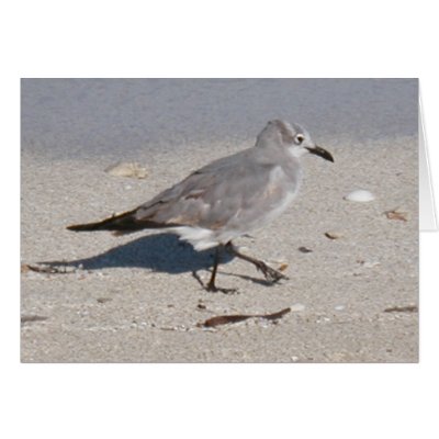 bird at ocean card by sbkerrick