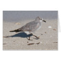bird at ocean cards