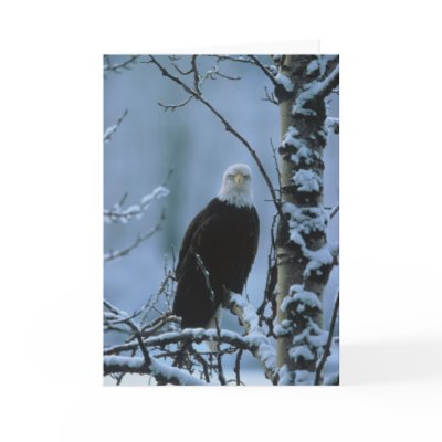 Bird / Bald Eagle in winter snow Greeting Cards by moxieann