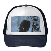 Bird / Bald Eagle in winter snow Hat