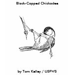 Bird / Black-Capped Chickadee , Black-Capped Ch... t-shirts