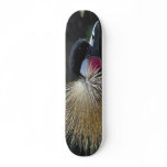bird board skateboards