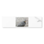 bird bumper stickers