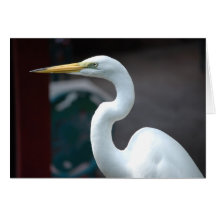 Bird Cards