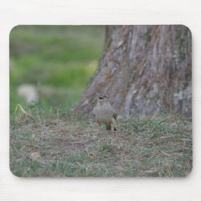 Bird Chirping Mousepads by PhotoJoeVa