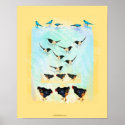 Bird collage painting hens, magpies, bluebirds posters