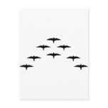 Bird covey black birds postcards