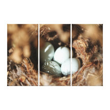 Bird Eggs Nest Gallery Wrapped Canvas