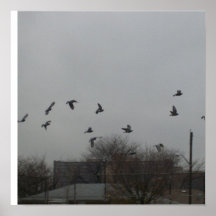 Bird Flying Poster