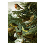 Bird group 3 greeting cards