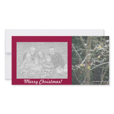 bird in a winter tree photo card template by dlmtleArt