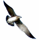 Bird in Flight photo sculptures