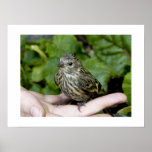 Bird in Hand-Print