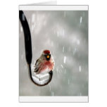 Bird in the snow greeting card