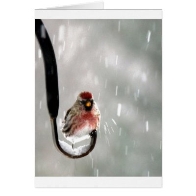 Bird in the snow greeting card by chelseaonline