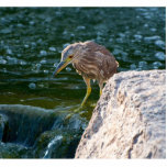 bird in water photoscuplture photo cut out