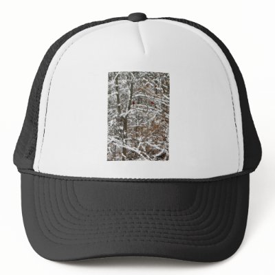 bird in winter hat by cluhrs