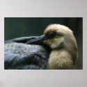 bird large poster posters