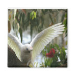 Bird Magnet