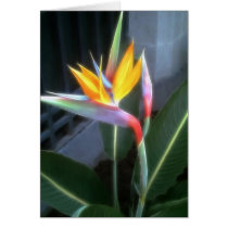 Bird of Paradise 10 Dreamy