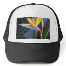 Bird of Paradise 10 Dreamy