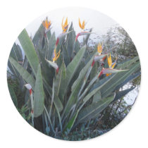 Bird of Paradise 2 Sticker