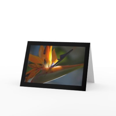 Bird-of-Paradise 3 Card by pulsDesign